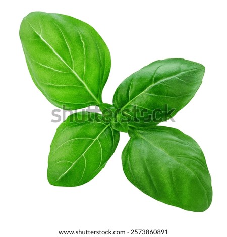Basil leaf isolated on white background.  Green  Basil leaf Top view. Flat lay. Package design element