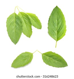 basil leaf. Thai herbs and spices or seasoning. 