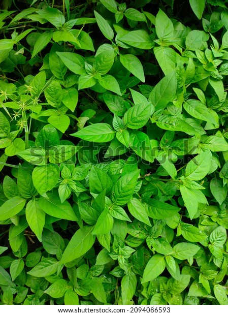 Basil is\
a leaf that is native to Asia and Africa. Having the scientific\
name Ocimum basilicum, this plant belongs to the mint plant family,\
and has been used as a flavoring or\
supplement.