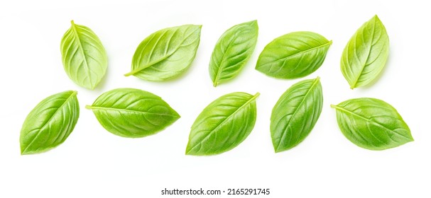 Basil leave. Set of fresh green basil leaves (Ocimum basilicum) isolated on white background. Top view.