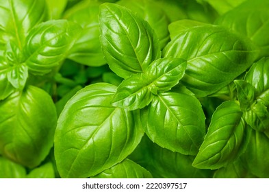 Basil leaves, from above. Also known as sweet, great or Genovese basil, Ocimum basilicum, a culinary herb in the mint family Lamiaceae. A tender plant, used in cuisines worldwide. Background. Photo. - Shutterstock ID 2220397517