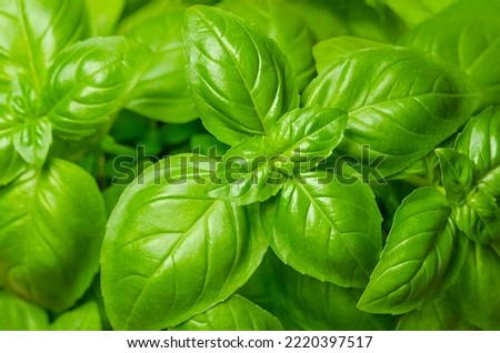 Basil leaves, from above. Also known as sweet, great or Genovese basil, Ocimum basilicum, a culinary herb in the mint family Lamiaceae. A tender plant, used in cuisines worldwide. Background. Photo. Zdjęcia stock © 