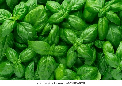 Basil leaves background, texture, top view 