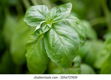 Basil Leaves Growing On A Thin Stem In A Planter Box. The Organic Green Leaves Have Thin Veins Down The Middle Of The Plant. The Raw Italian Herb Produces An Aroma And Is Edible With A Strong Flavor.