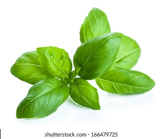basil leaves isolated - Shutterstock ID 166479725