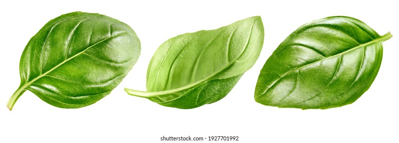 Basil leaves isolated on white background, collection - Shutterstock ID 1927701992