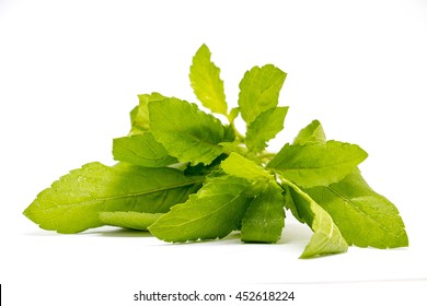 Basil leaves on white background, this is the famous ingredient for Thai food.