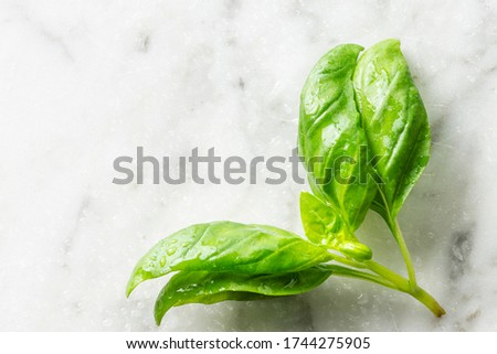 Basil leef isolated on light marble surface seen from the top