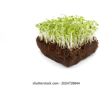 Basil Microgreens Grown In Coco Coir