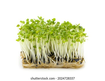 Basil Microgreens Grown On Paper Towel