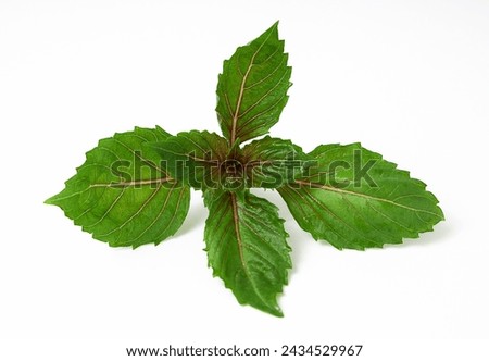 Basil (Ocimum basilicum) isolated on white background. Red rubin basil. Fresh leaves contain essential oils that can be used as medicine in many ways, and can be used for cooking and decorating.