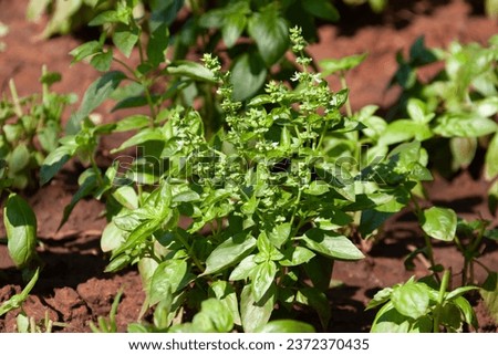 basil organic aromatic plant used for culinary purposes grown outdoors in the field