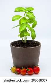 Basil Plant And Cherry Tomatoes; Isolated