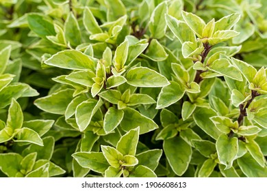 Basil Plant In Farm, Basilicum Citriodorum