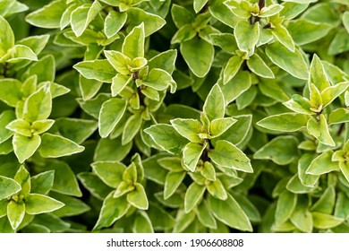 Basil Plant In Farm, Basilicum Citriodorum