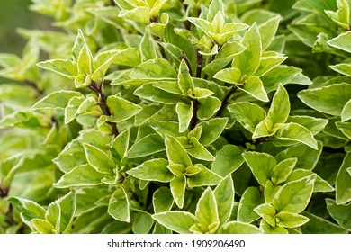 Basil Plant In Farm, Basilicum Citriodorum