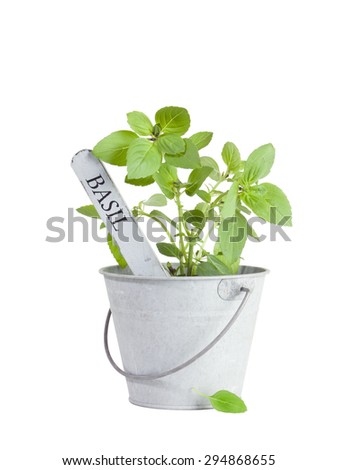 Basil plant with flower tag in tin bucket isolated on white background