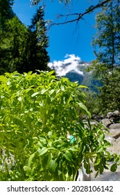 Basil Plant In The French Alps