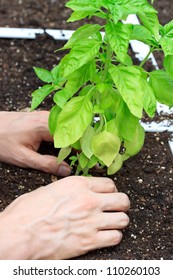 Basil Plant In A Garden Being Cared For