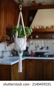 Basil Plant Hanging In Macrame Plant Hanger In Kitchen, Home Decor