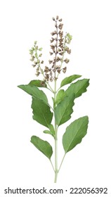 Basil Plant Isolated On White Background