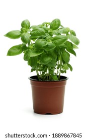 Basil Plant On White Background