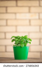 Basil Plant In A Pot