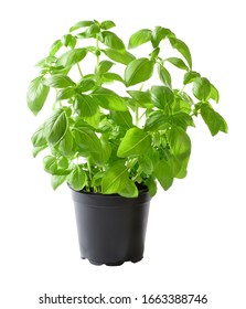 Basil Plant In Pot, Isolated