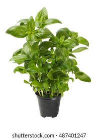 Basil Plant In A Pot Isolated On White Background