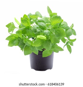 Basil Plant In Pot Isolated On White Background