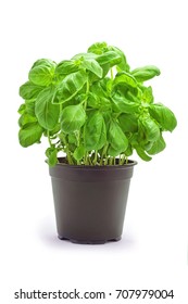 Basil Plant In Pot Studio Shot