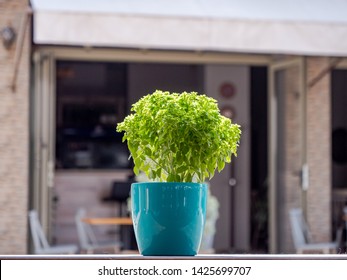 Basil Plant Smells Perfect In The Pot