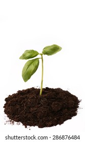 Basil Plant in Soil - Shutterstock ID 286876484