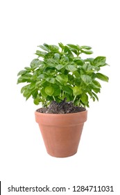 basil plant in terra cotta pot isolated on white background