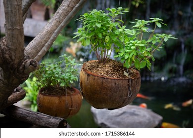 Basil plants in dry coconut shell hanging from a tree branch. Home-growing vegetables and fruit is a concept of sustainability and a nice activity idea during Covid-19 pandemic lockdown or quarantine. - Powered by Shutterstock