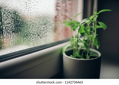 Basil In Pot On Window Sill On A Rainy Day