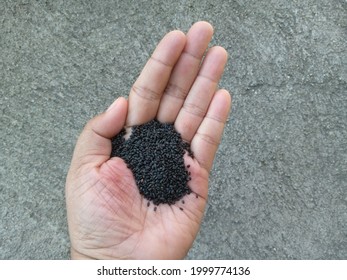 Basil Seed On Woman Hand.