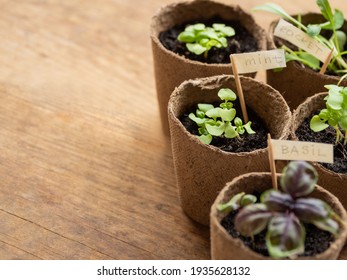 Basil seedlings in biodegradable pots on wooden table. Green plants in peat pots. Copy space.
