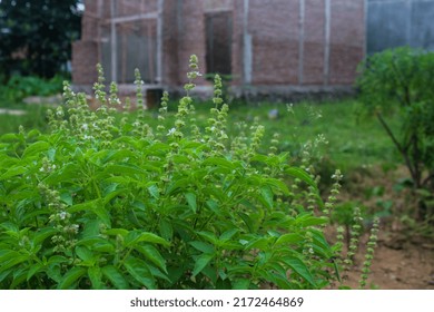 Basil Is A Small Plant Whose Leaves Are Usually Eaten As A Salad, Especially In Indonesia. The Aroma Of The Leaves Is Distinctive, Strong But Soft With A Touch Of Lime Aroma