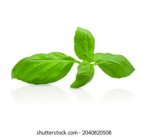 Basil Sprig Isolated On White Background