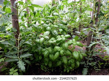 Basil and tomatoes plants grown together in a greenhouse. Organic vegetables and herbs production, home gardening 