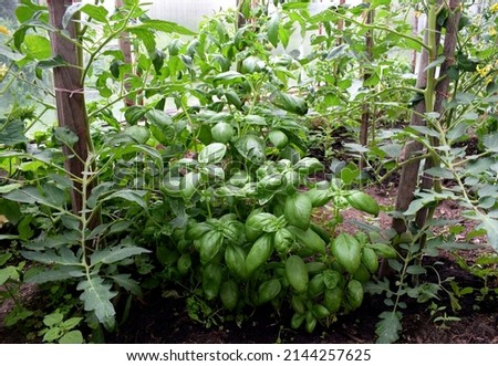 Basil and tomatoes plants grown together in a greenhouse. Organic vegetables and herbs production, home gardening 