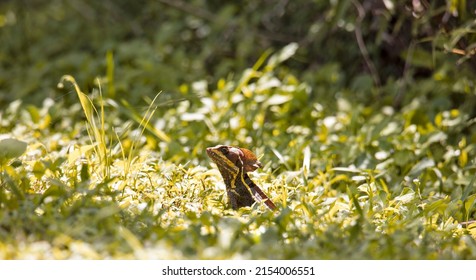 Basilisk Lizard In The Grass