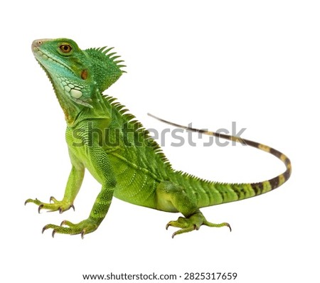 Basilisk Lizard Single Green Basilisk Standin Isolated On White Background