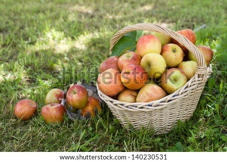 Similar – Image, Stock Photo Fresh apples in the orchard