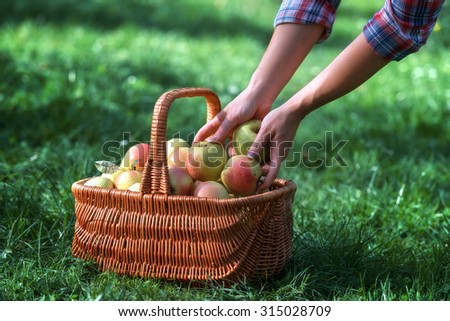 Similar – Foto Bild Mädchen pflückt mit der Hand einen frischen Apfel aus dem Weidenkorb.