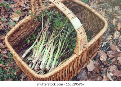 Basket with asparagus. Fresh asparagus in the woods