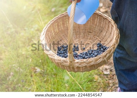 Similar – Hände, die selbstgepflückte Blaubeeren in eine Schüssel sortieren