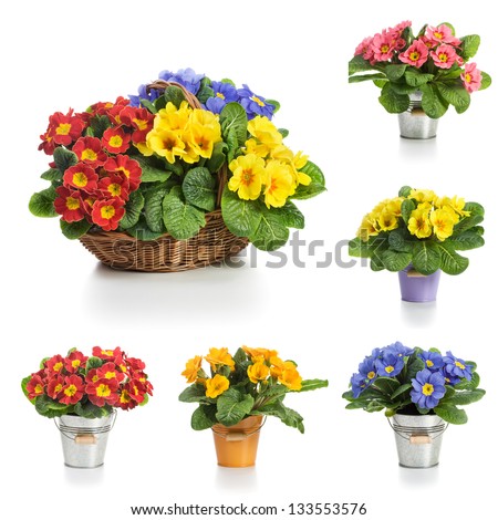 Basket and bucket with spring primula flowers, collection on white background