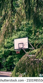 Basket Case In The Forest